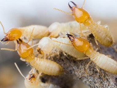海珠白蚁备案机构自己买的白蚁药怎么消灭不了白蚁