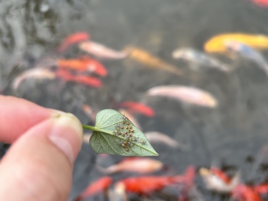 花都专业杀虫机构6个防治方法有效消灭臭虫（臭屁虫）