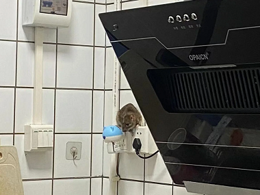 海珠病媒生物防控所:厨房灭鼠如何放置灭鼠夹