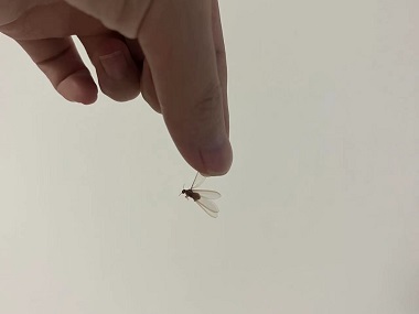 从化验收白蚁——发现长翅白蚁怎么办