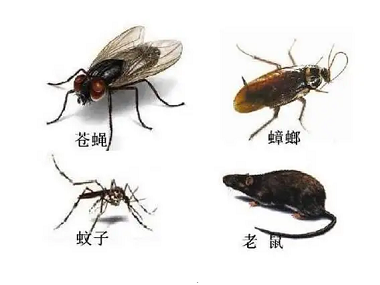 白云除四害机构蟑螂、老鼠、蚊蝇的高频出没点